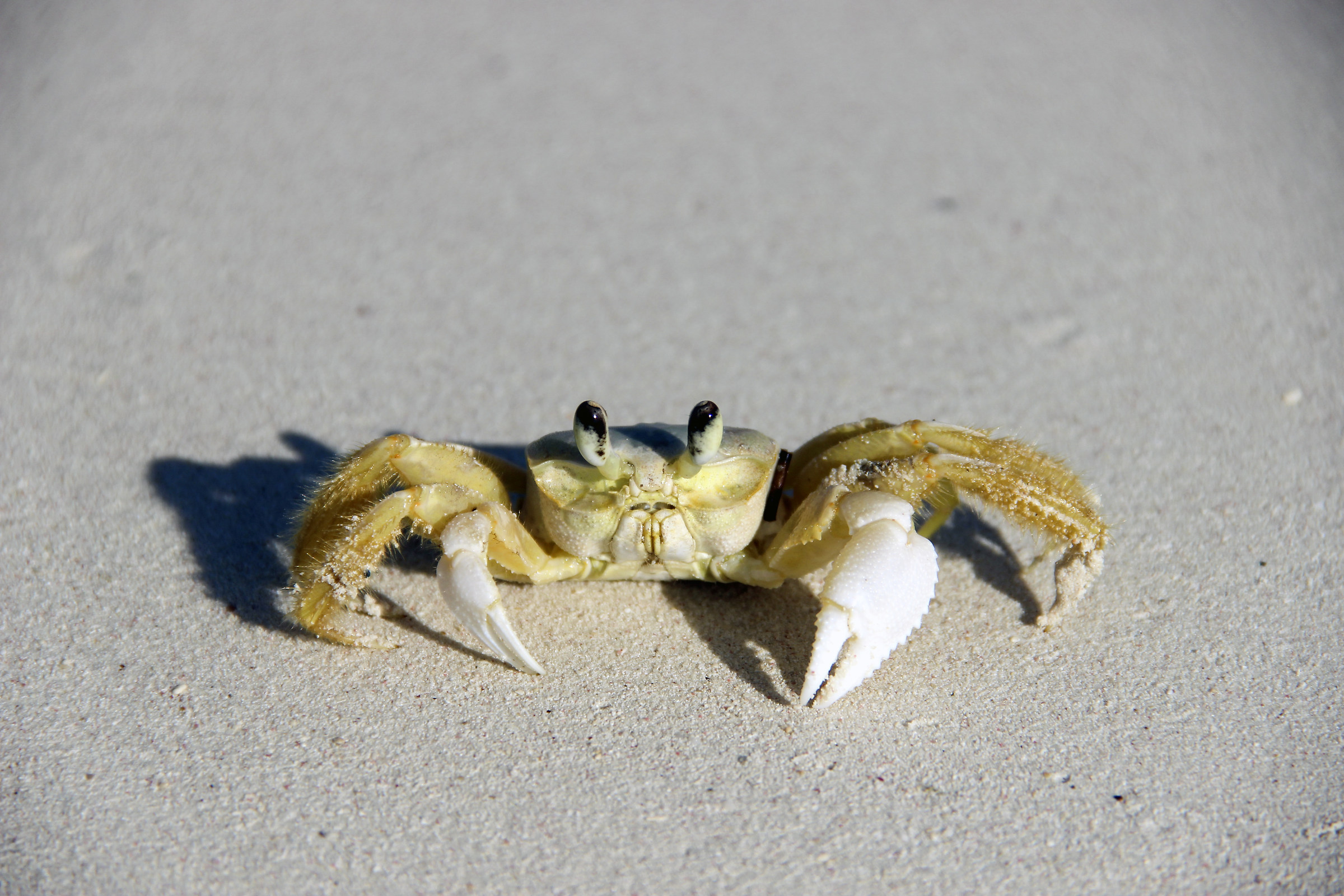 Crab Caribbean