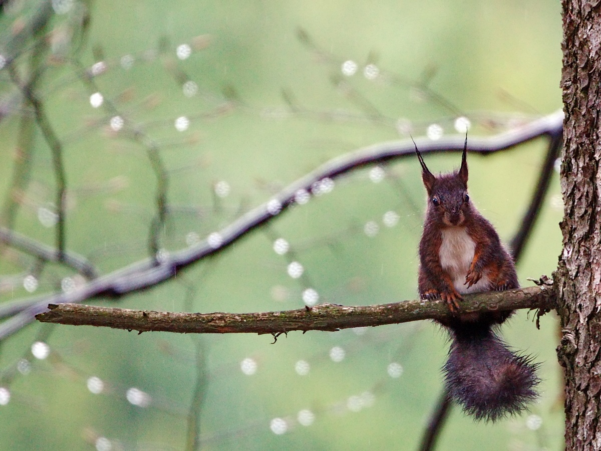 squirrel wet
