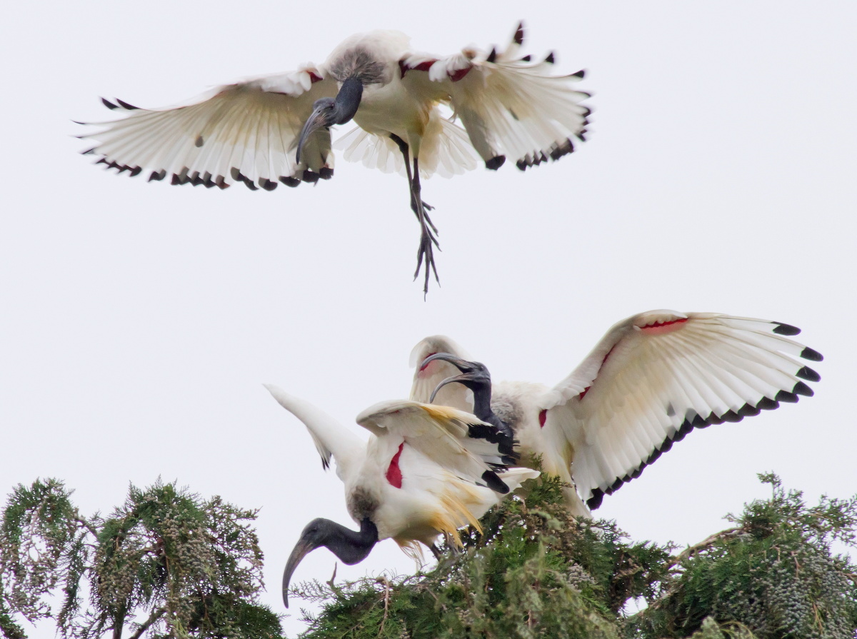Ibis Sacro:La Ballerina