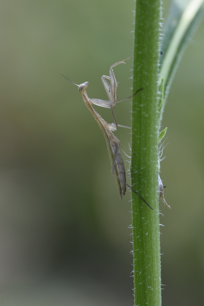 Micro mantis