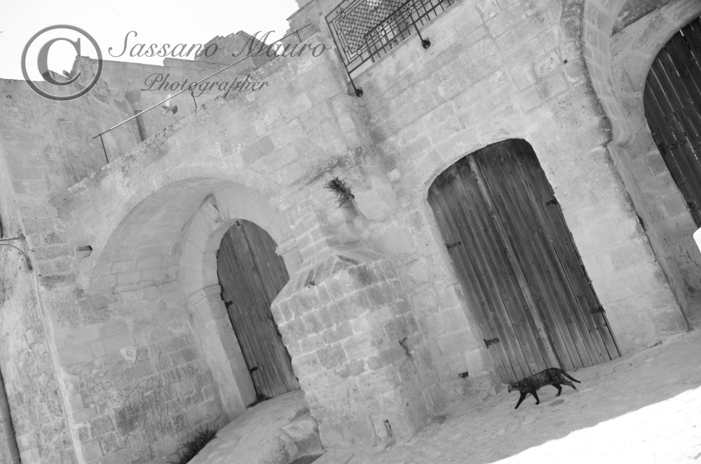 Matera e la passeggiata del gatto