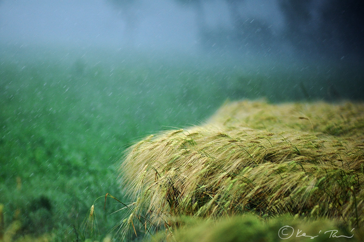 Wheat in rain