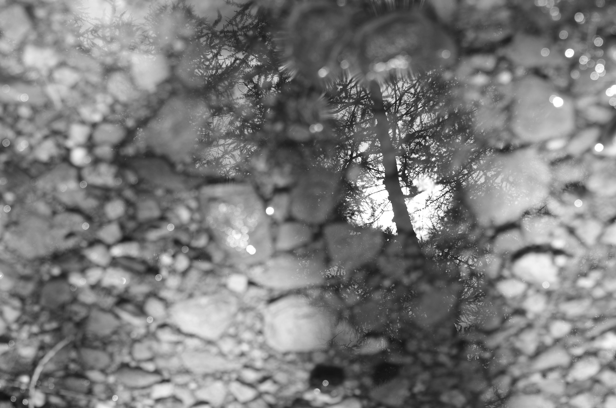 Il bosco in una goccia