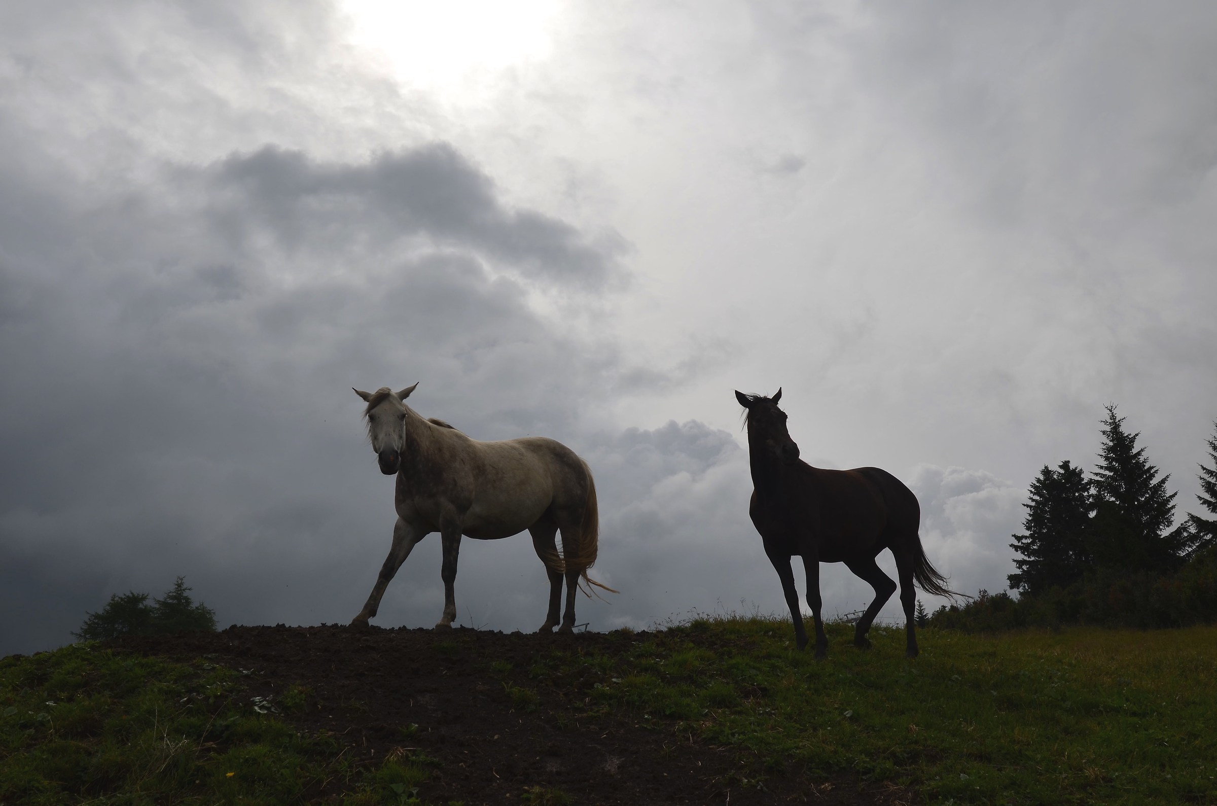 Ponies in the clouds