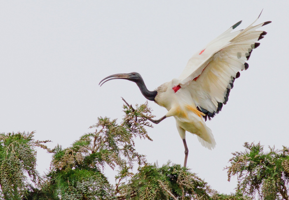 Ibis Sacro:Arrampicando