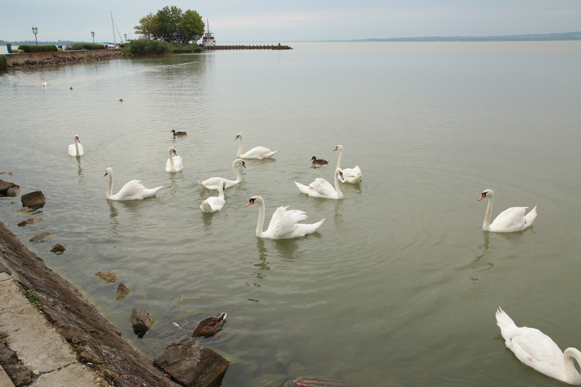 Swans on Balaton