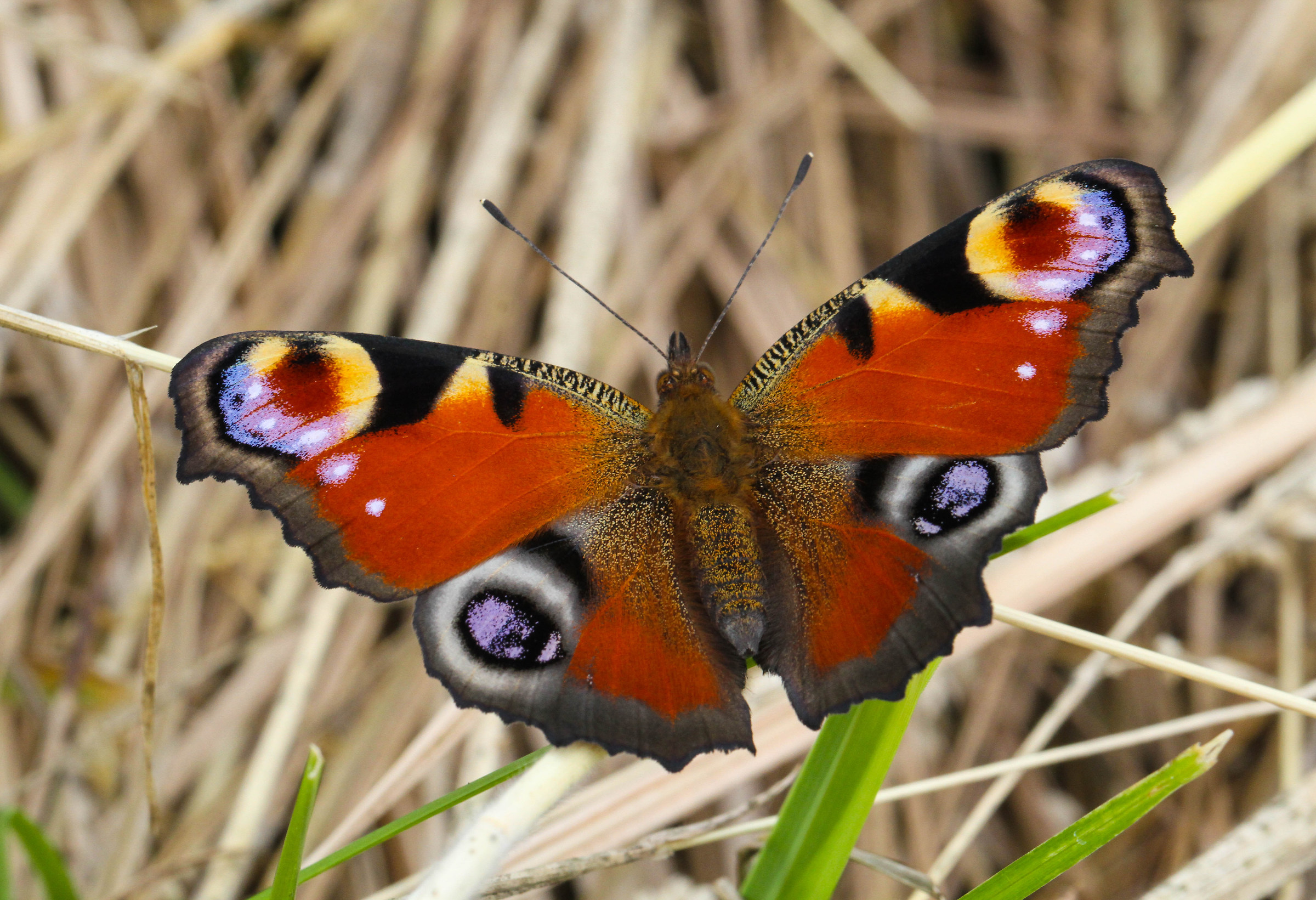 Planando sulle stoppie della brianza