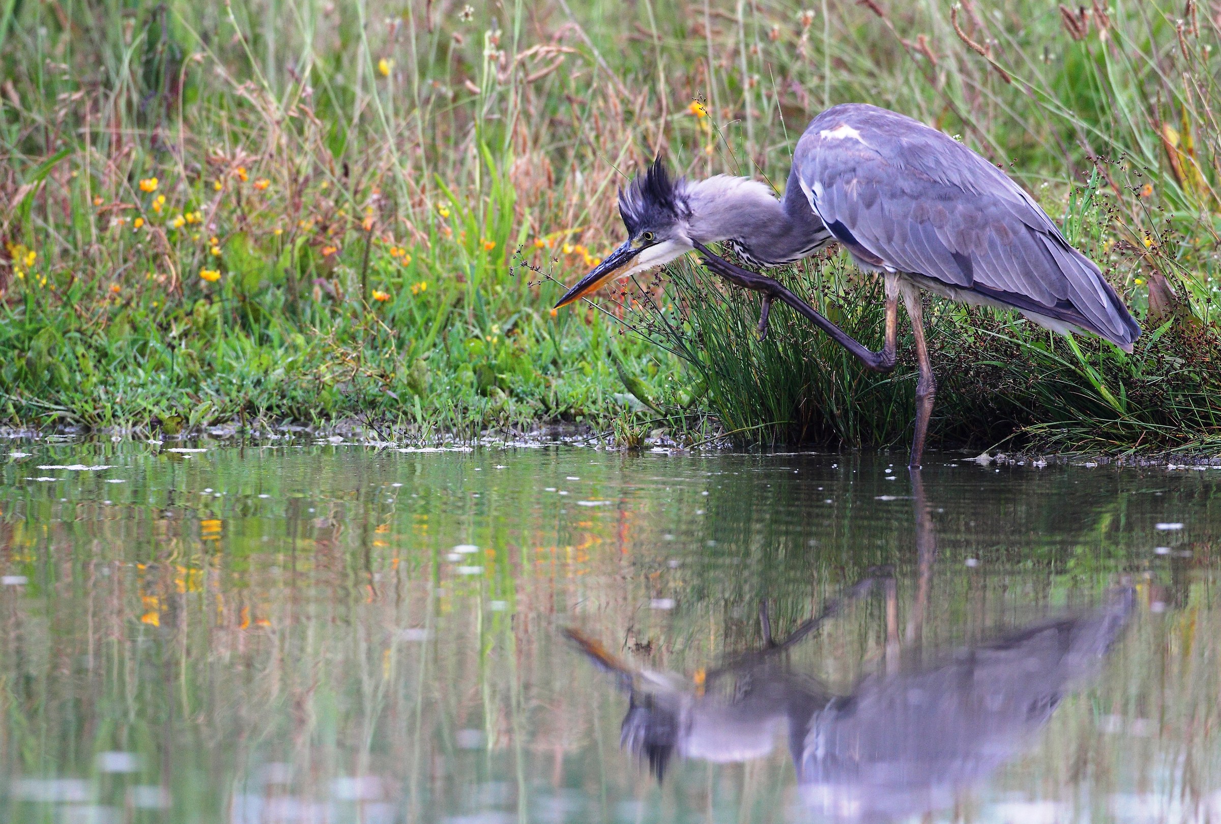 gray heron