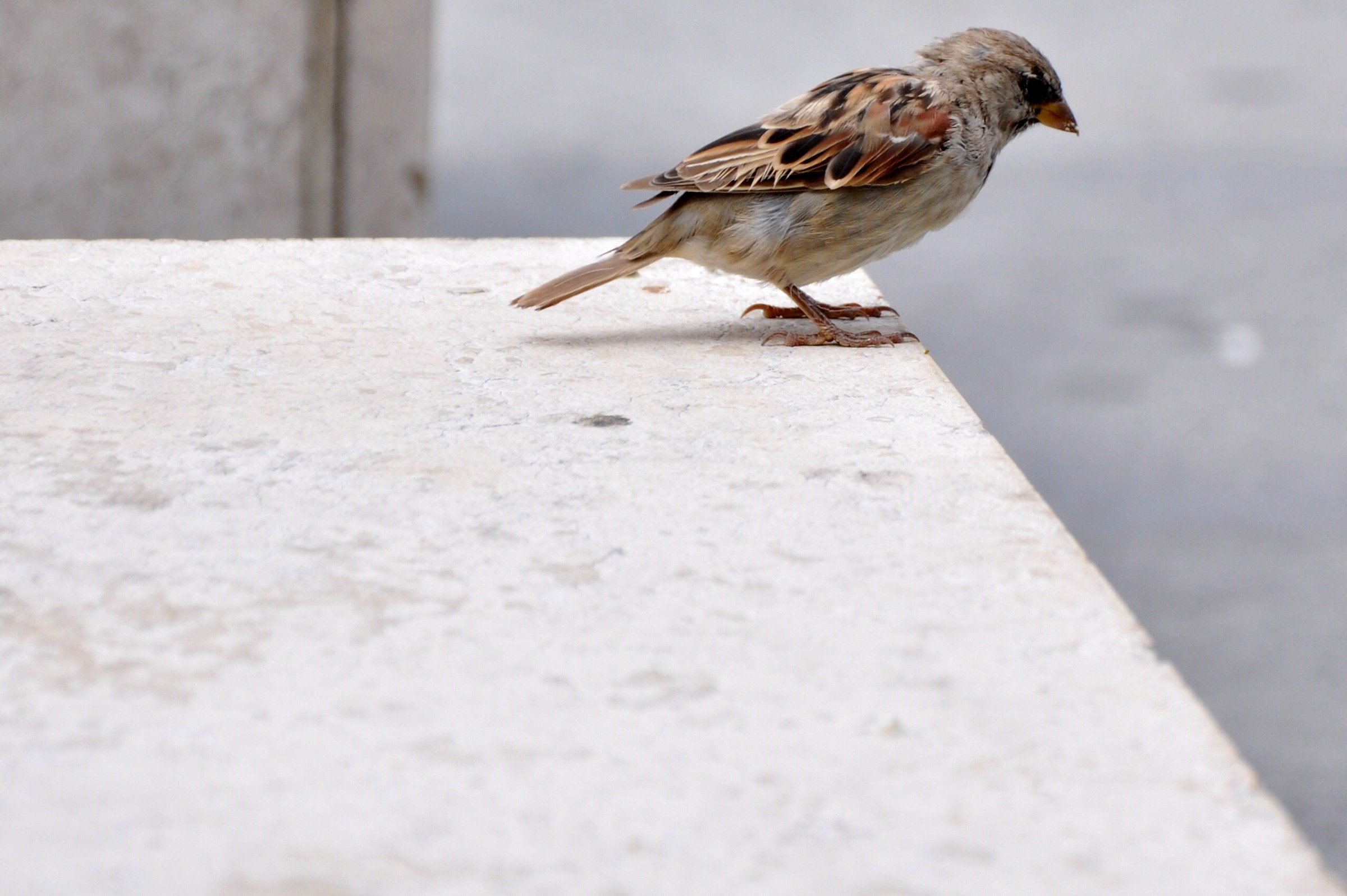 Sparrow