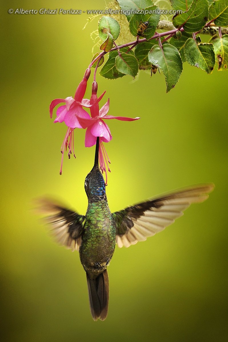 Rifornimento in volo