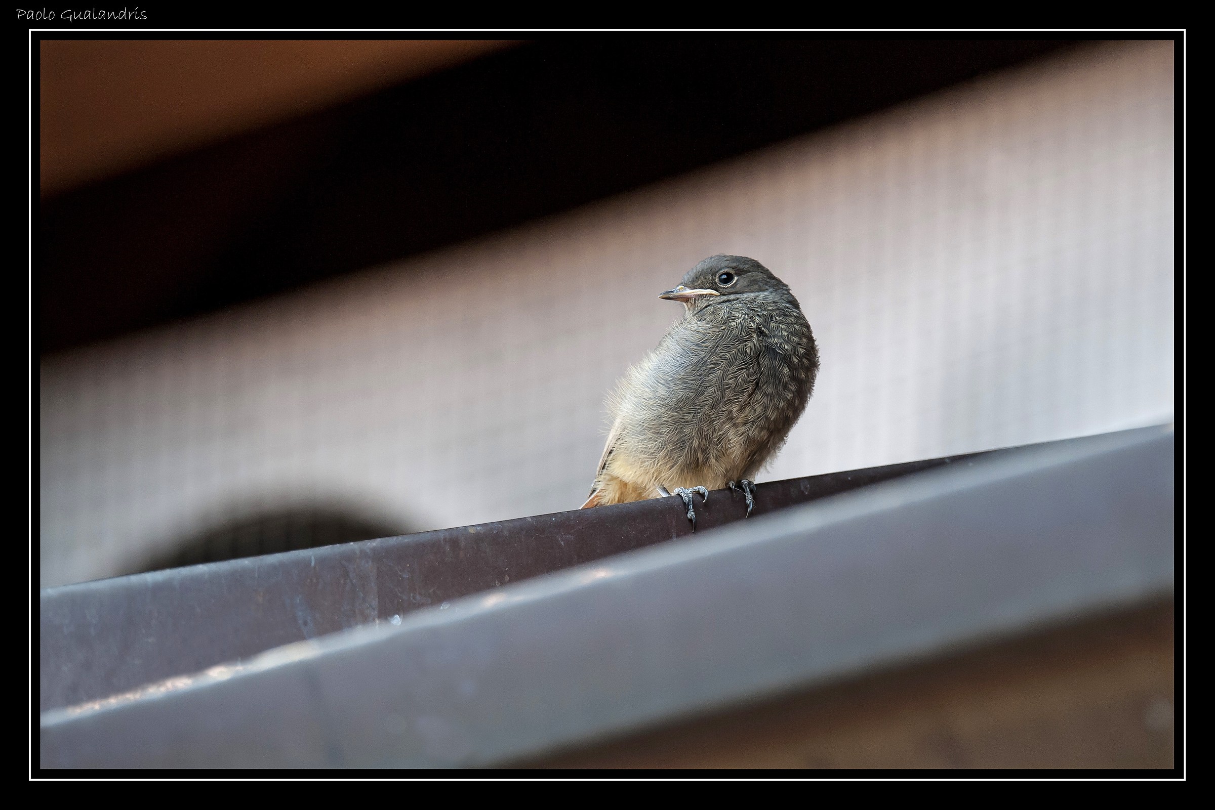 Fluff Among Roofs