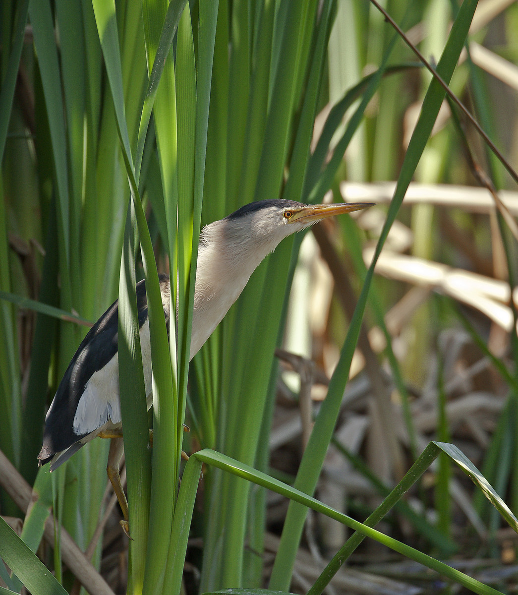 bittern