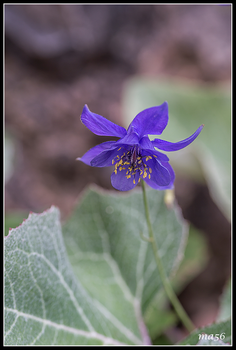 columbine einseleana
