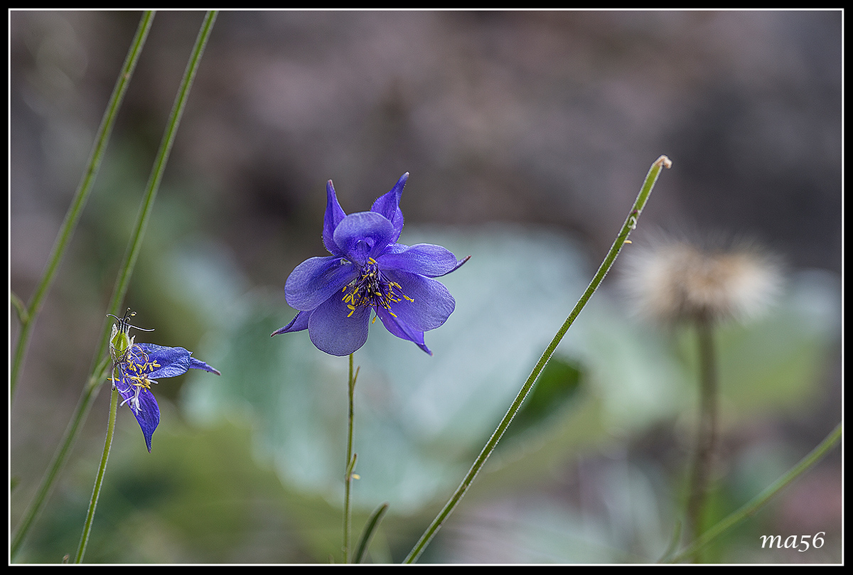 columbine einseleana