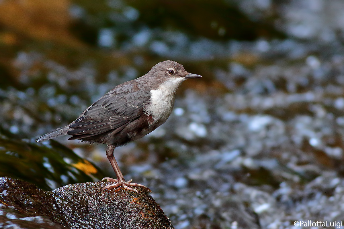 Merlo acquaiolo (Cinclus cinclus)