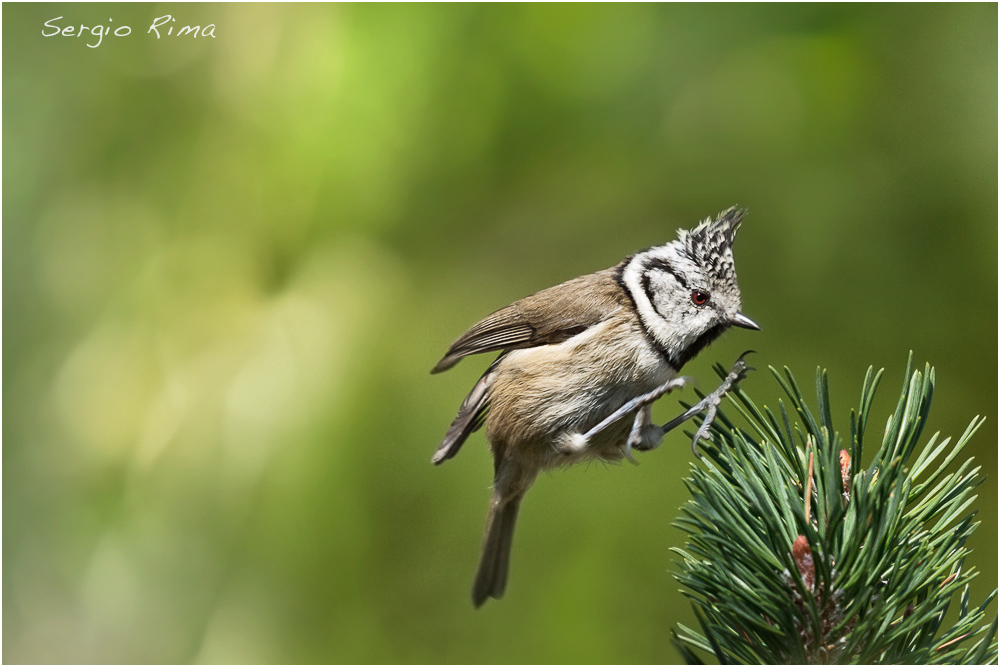 Crested Tit