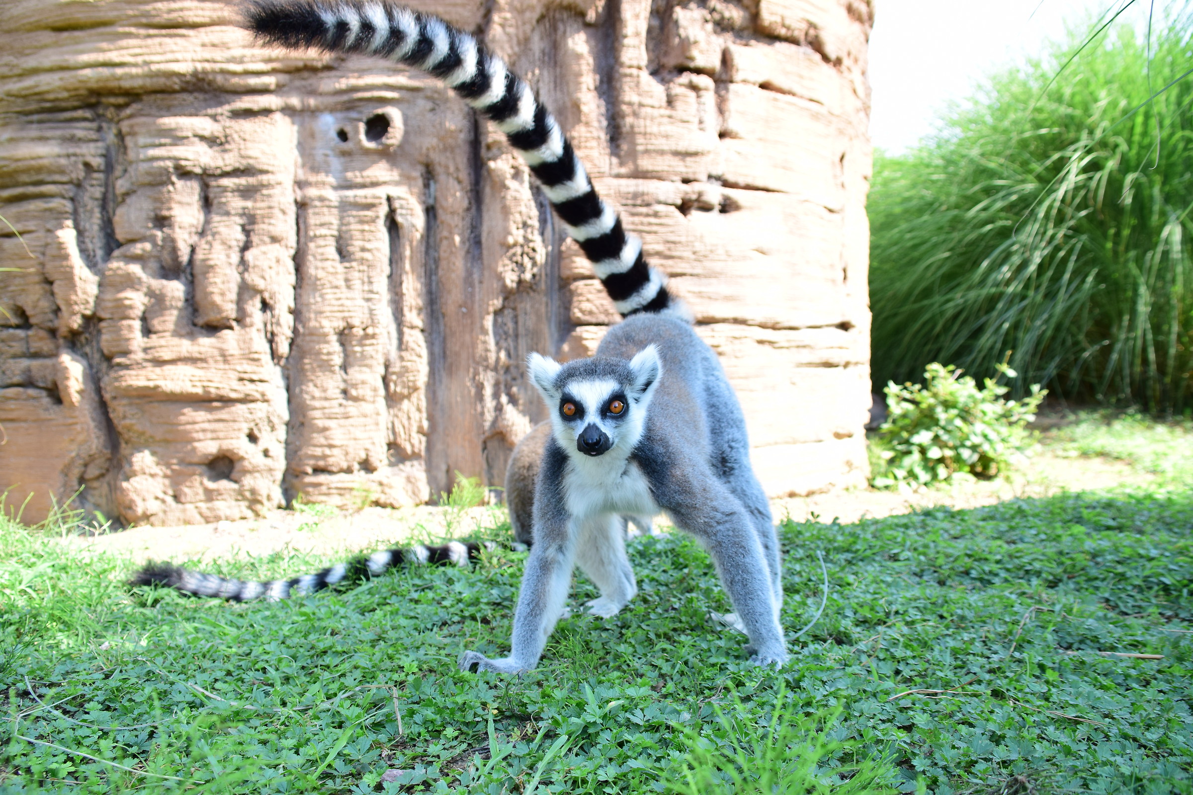 Lemur posing