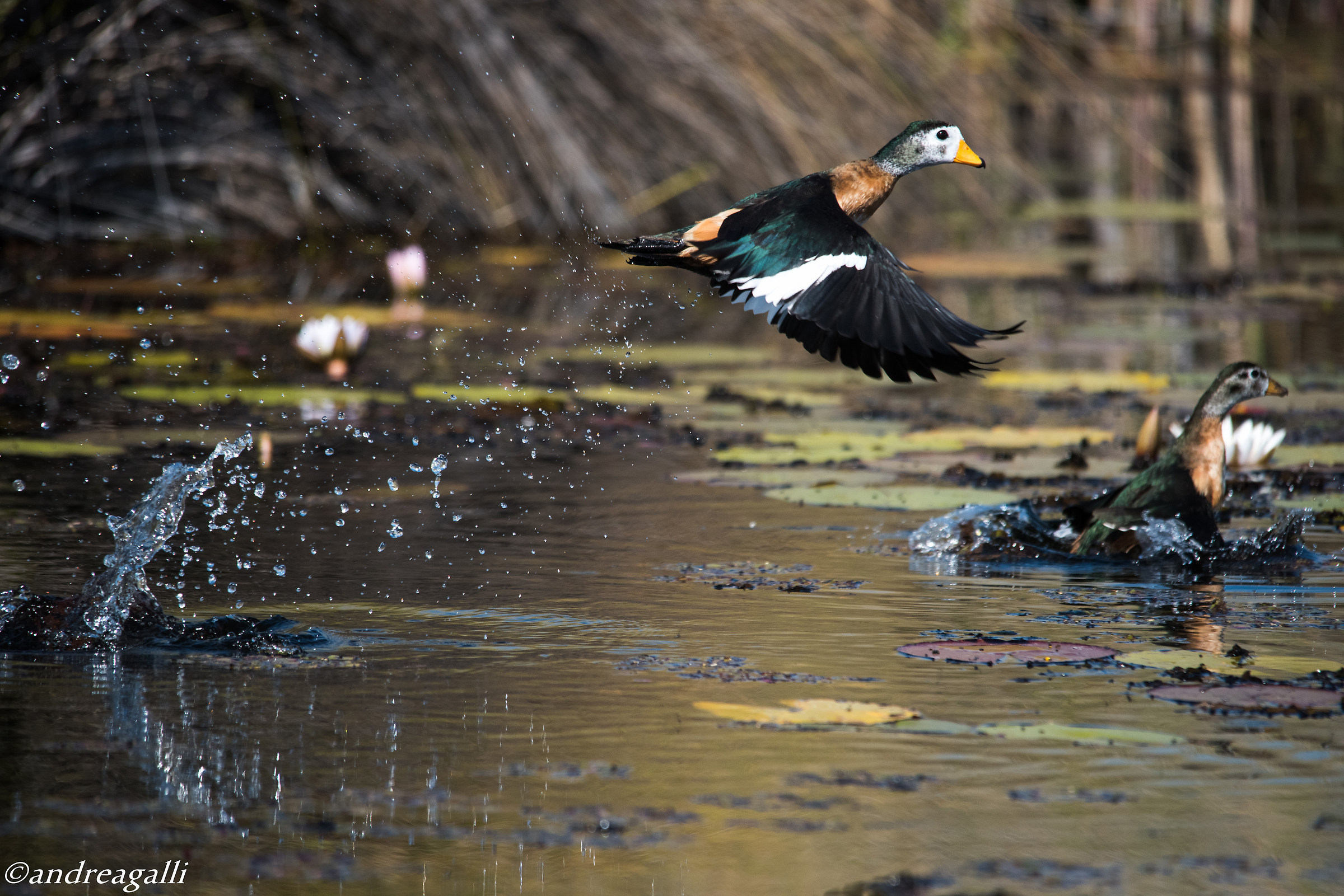pygmy goose