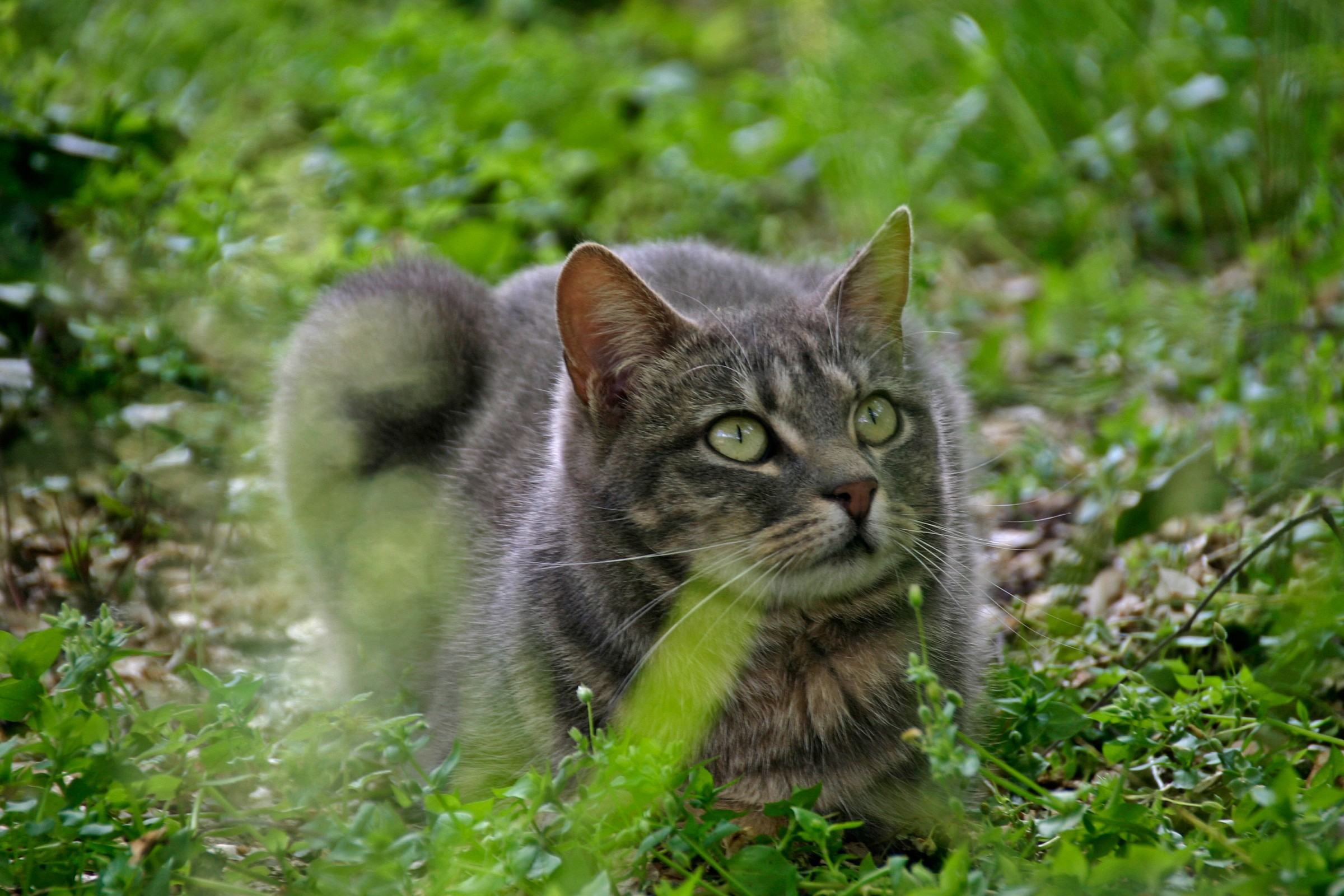 osservando la pioggia..