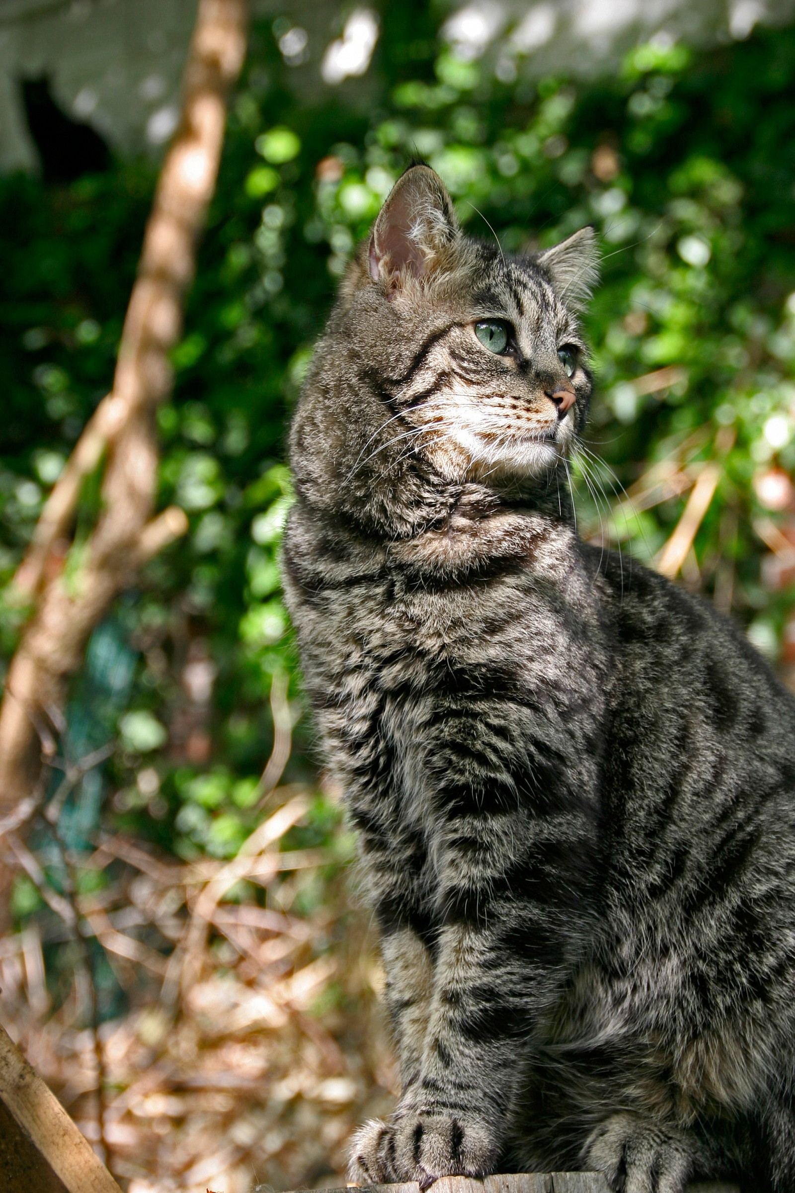 il re della foresta :)