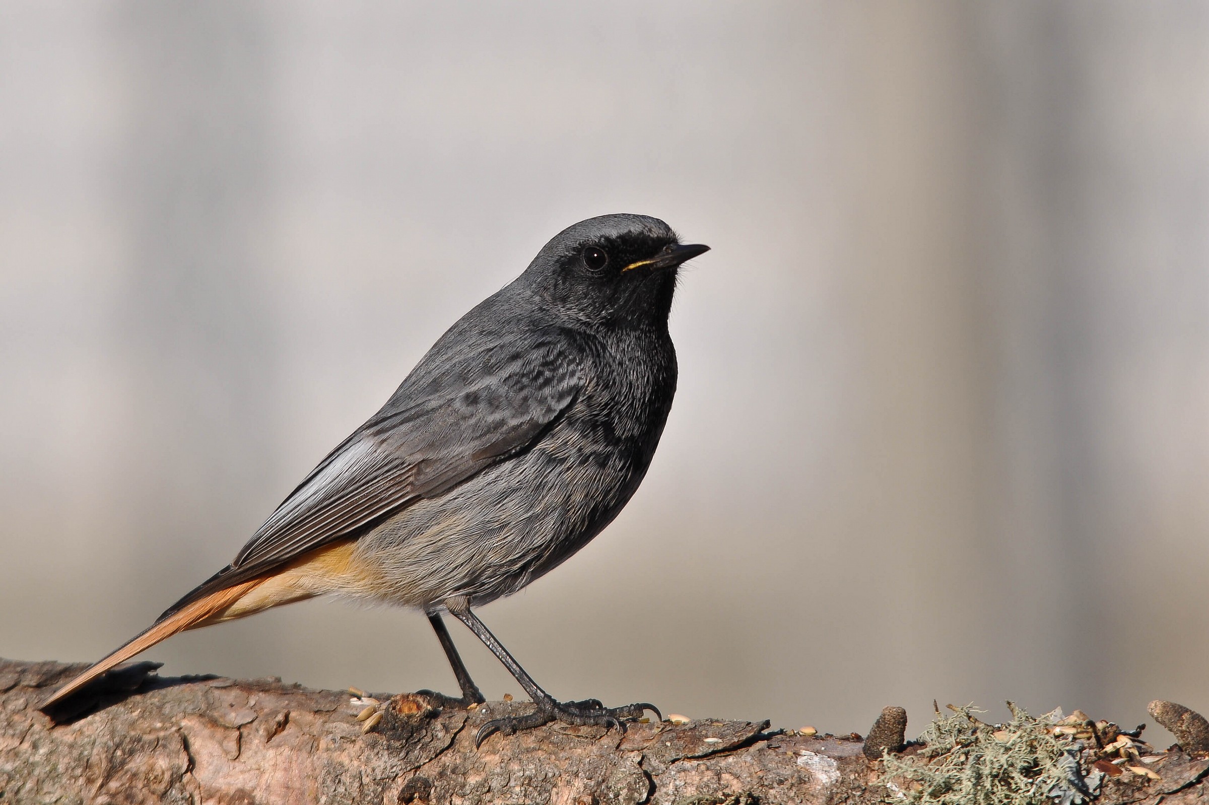 Black Redstart male