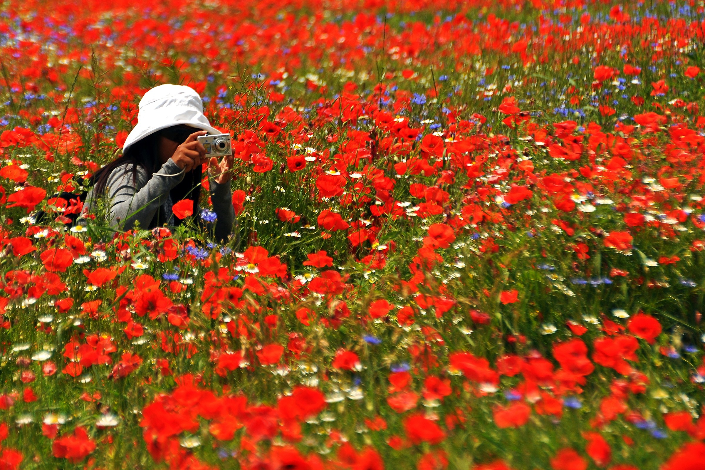 Papaveri con turista 2