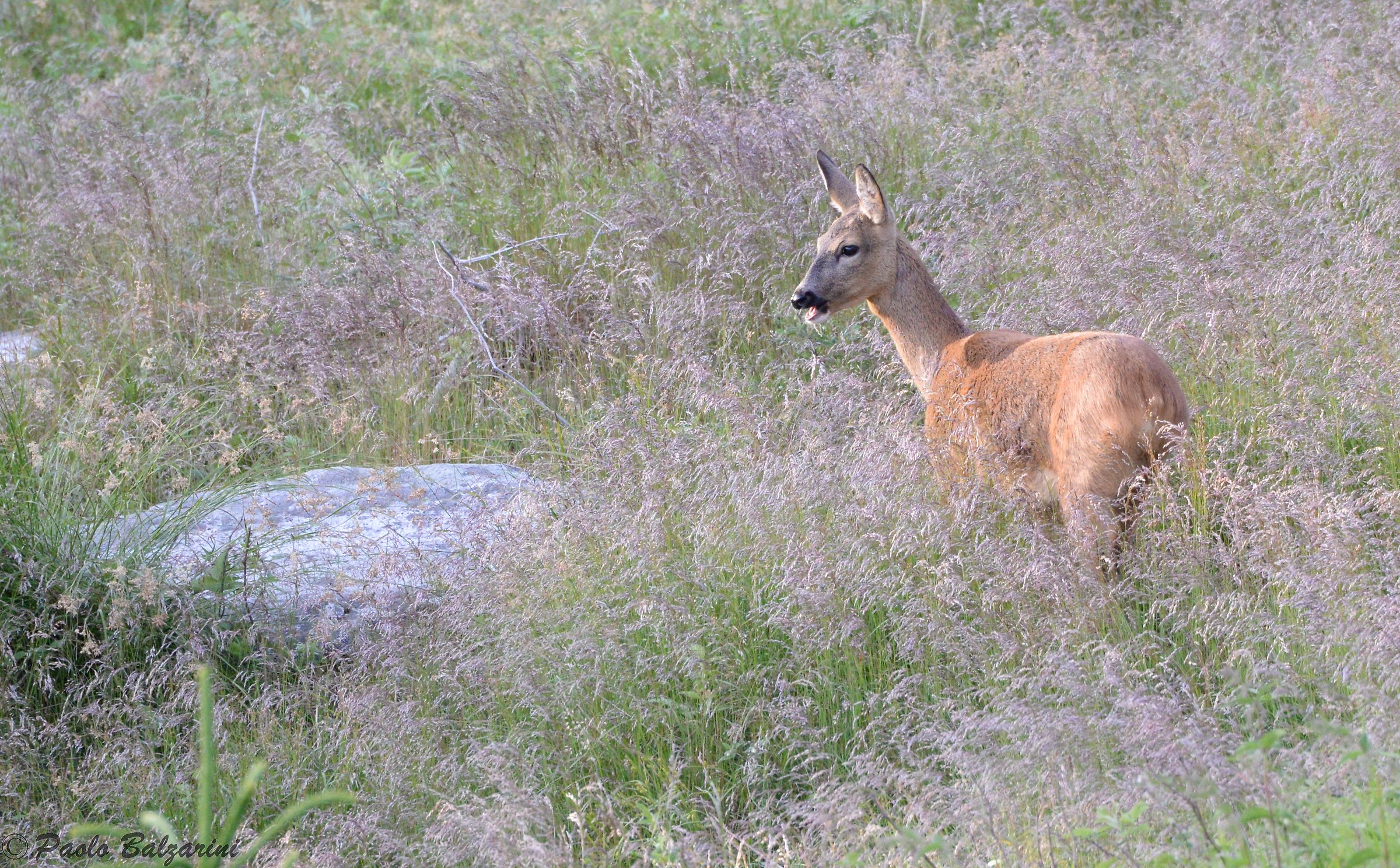 Young female deer