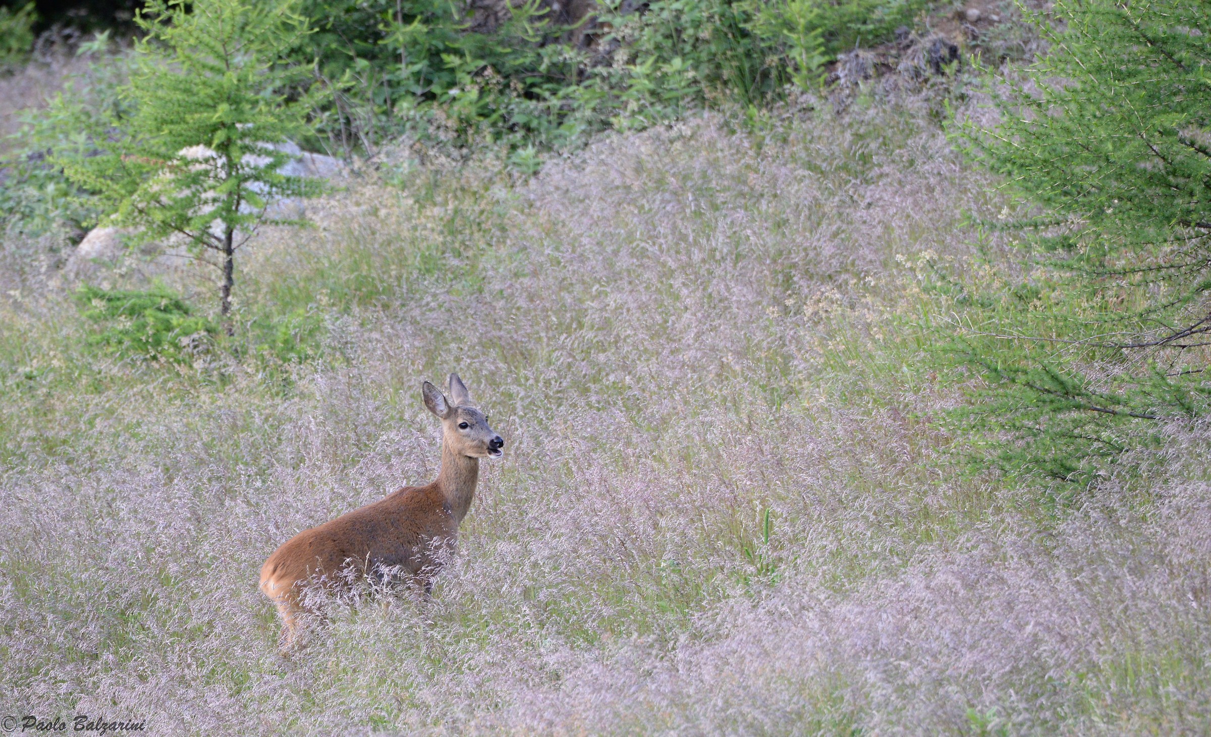 Young female deer