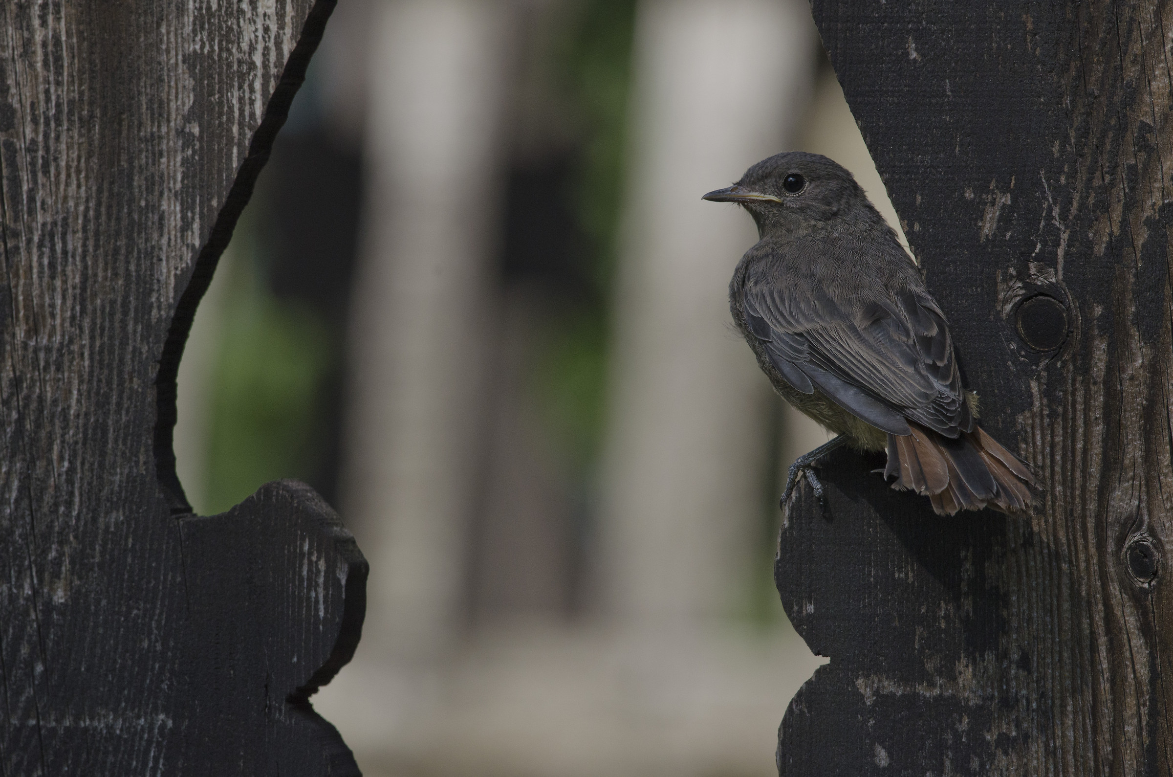 Giovane Codirosso Spazzacamino