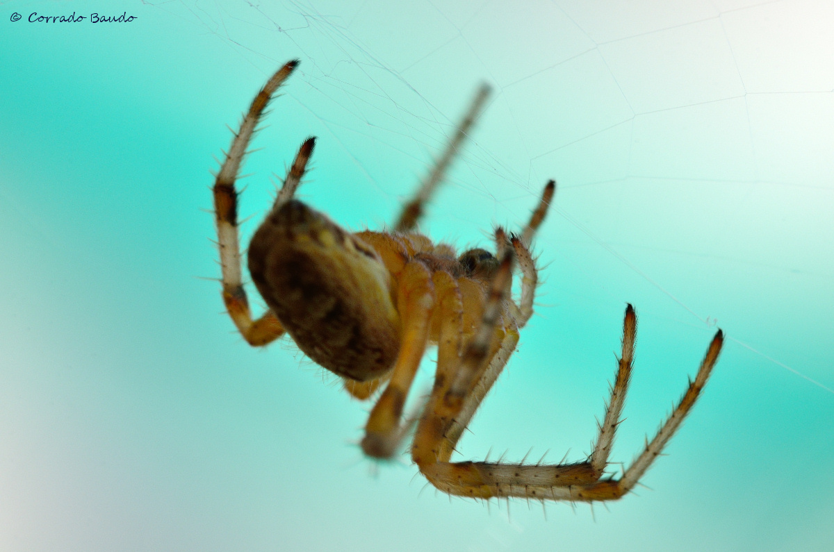 ra: Spider Anonymous