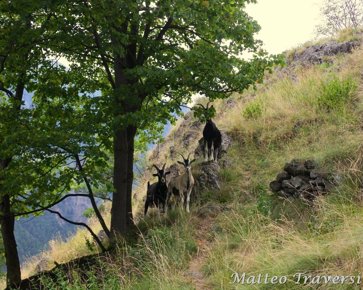 Caprette Val Rezzalo (Valtellina)