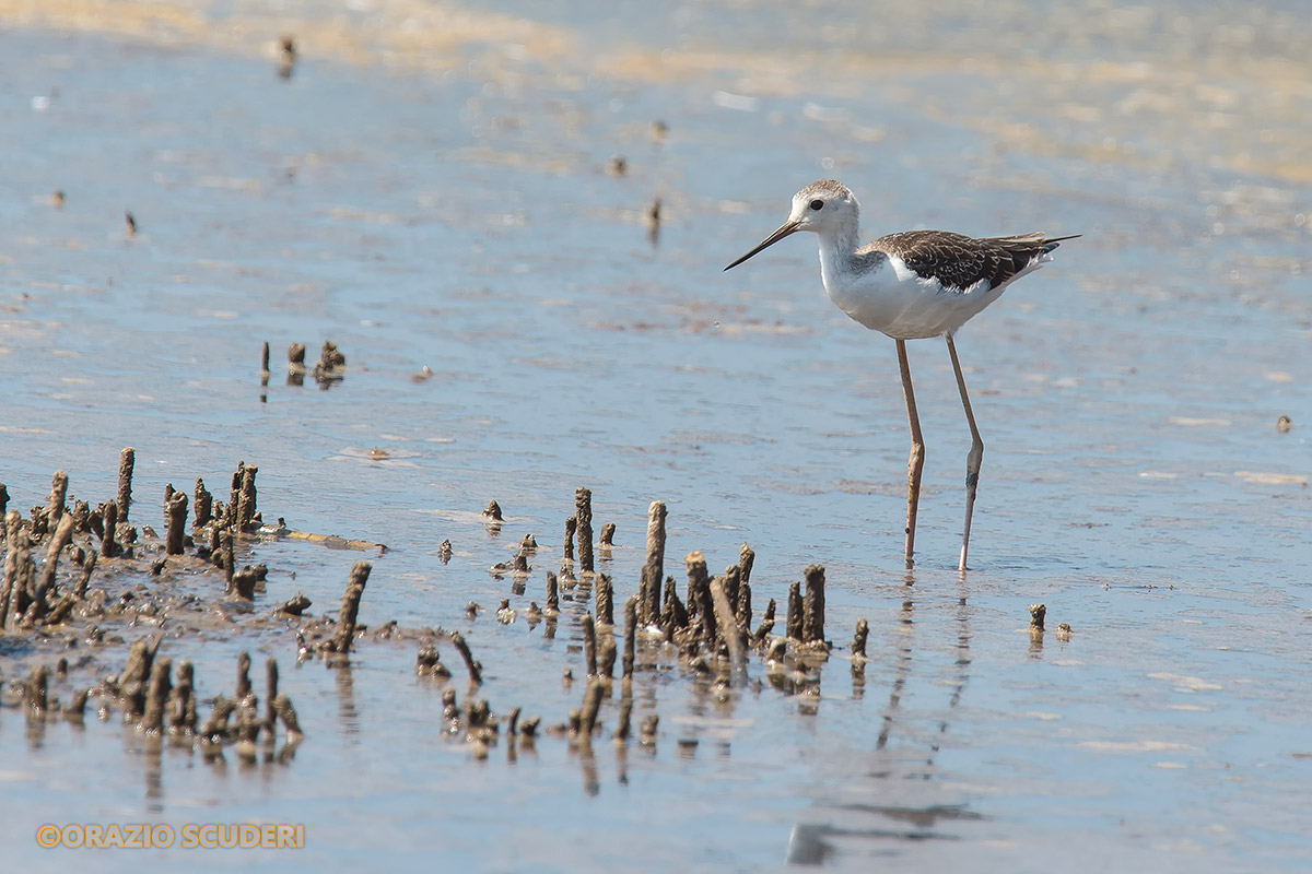 Young Knight of Italy (Himantopus himantopus)?