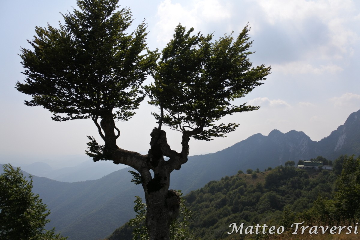 Alberi strani a Passo Spino