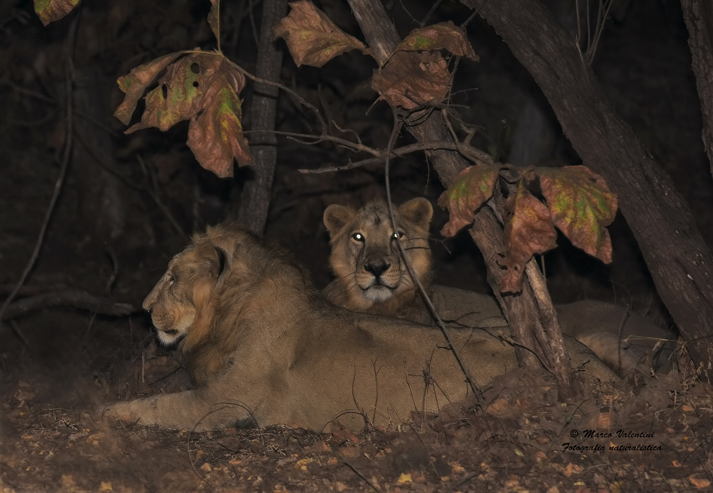 Principles of the night