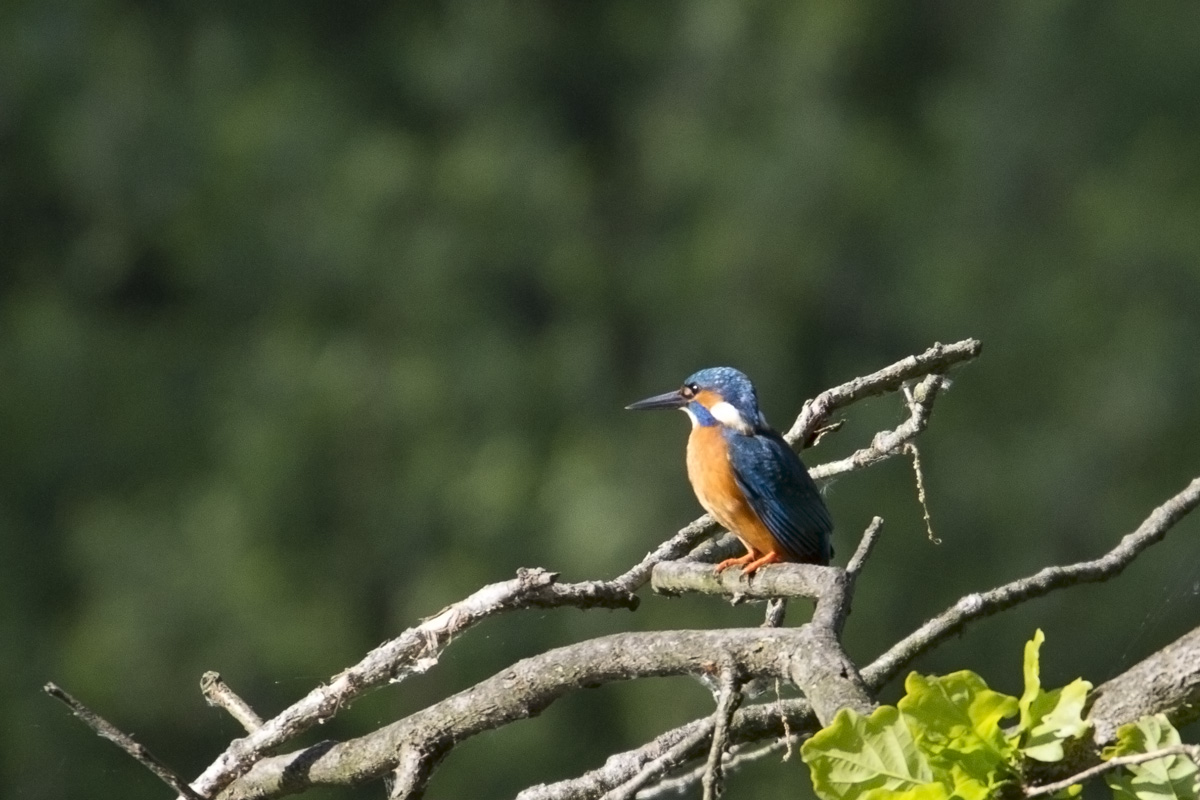 Kingfisher