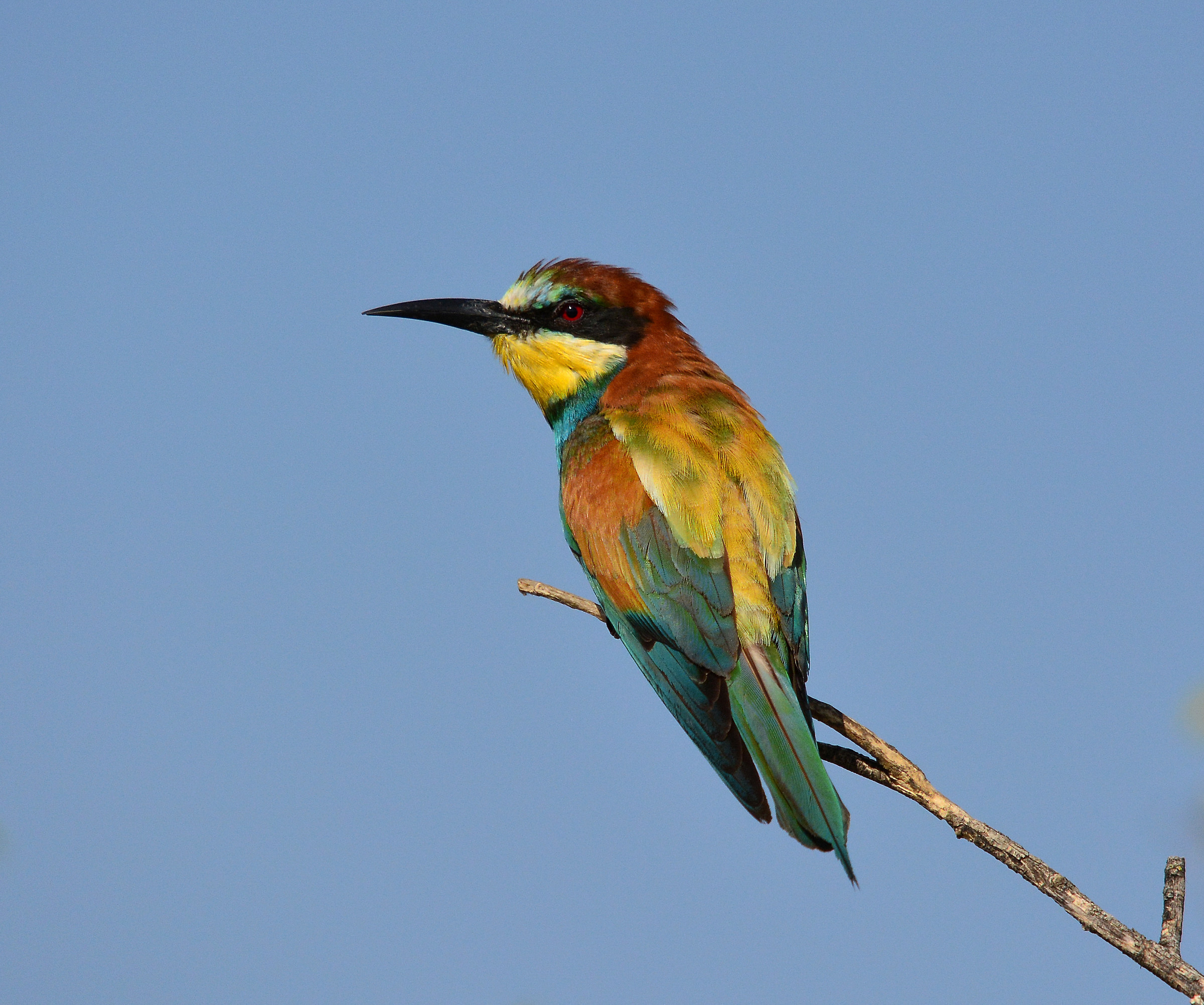 Eater Sicilian slightly pissed!