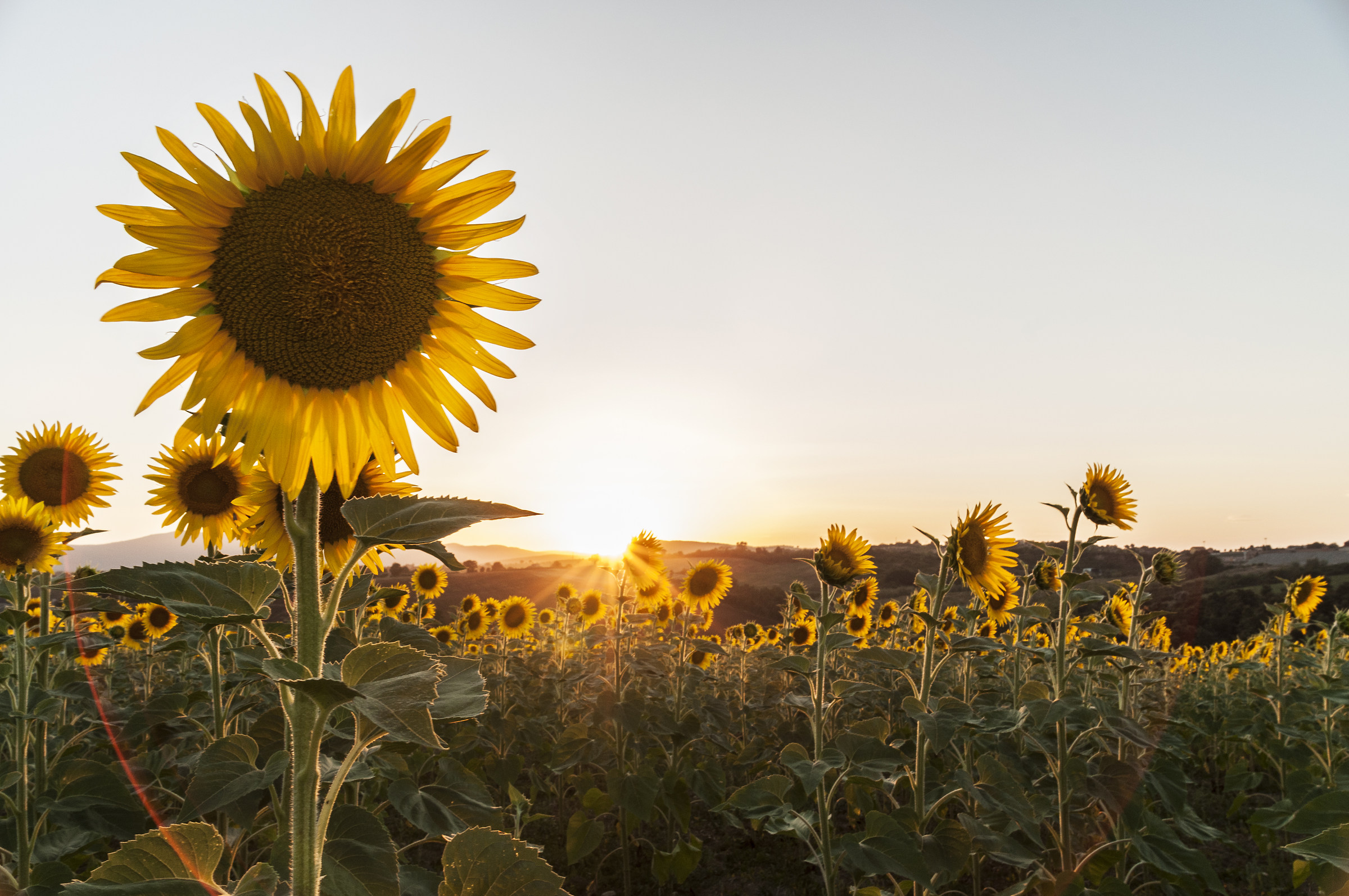 sunset in sunflowers