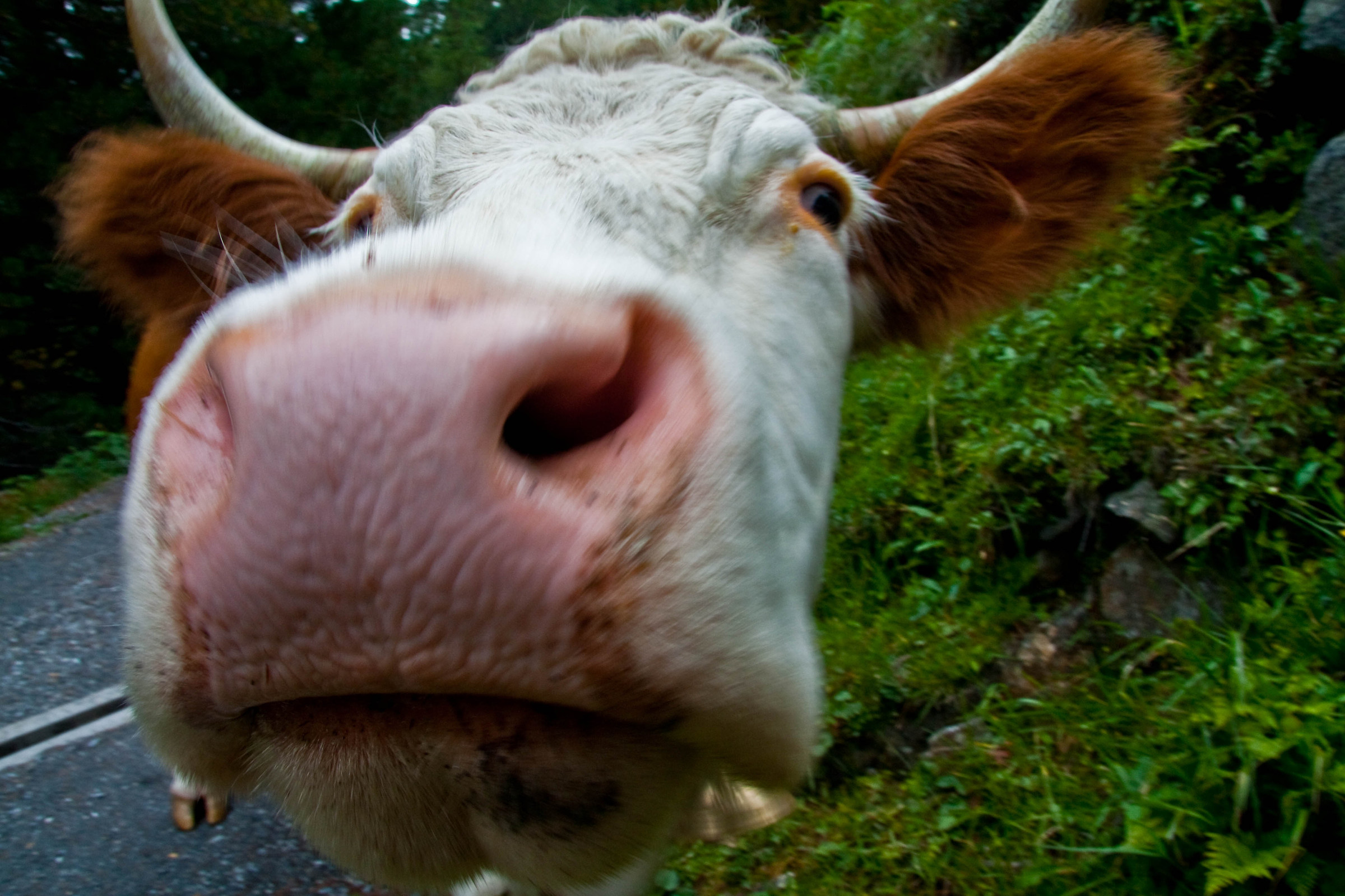 Un incontro un pò troppo ravvicinato