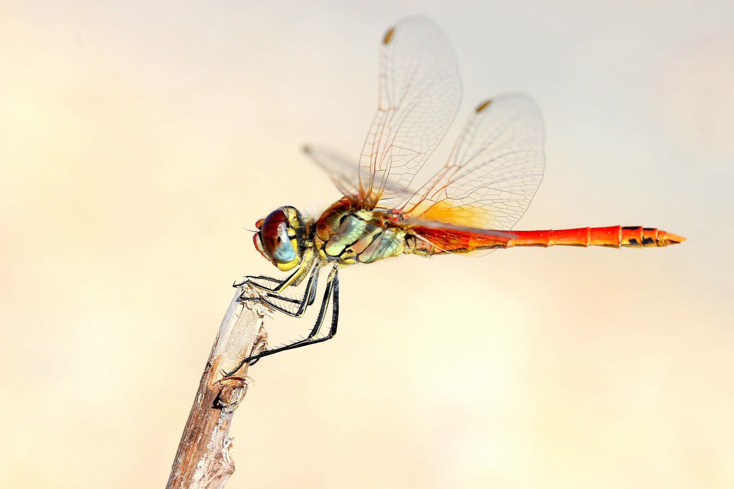 libellule in camargue
