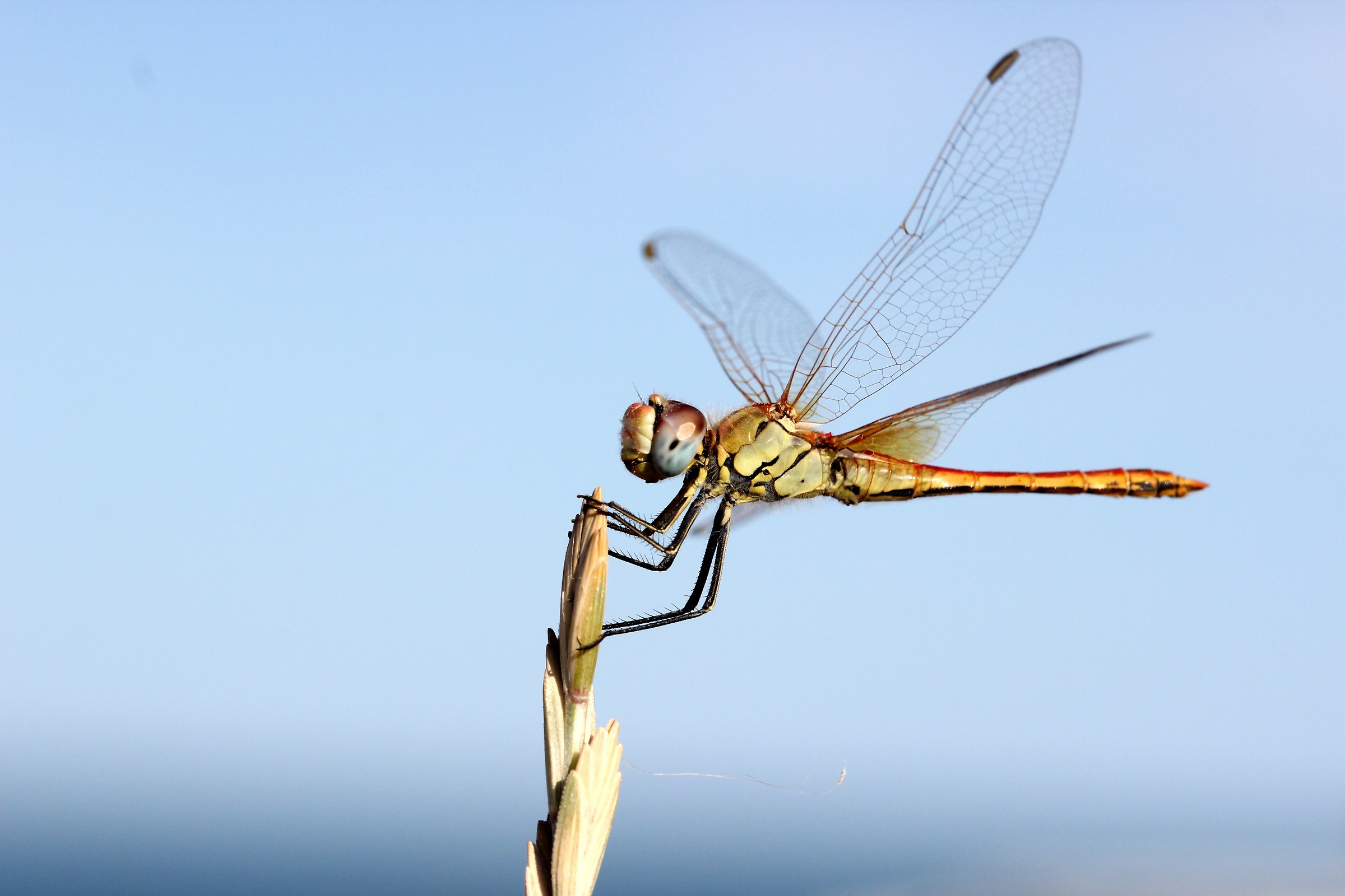 libellule in camargue
