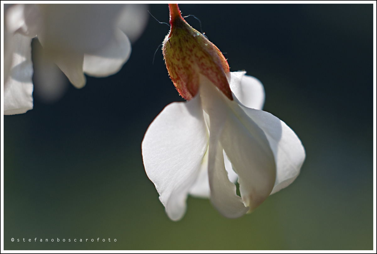 Robinia pseudoacacia