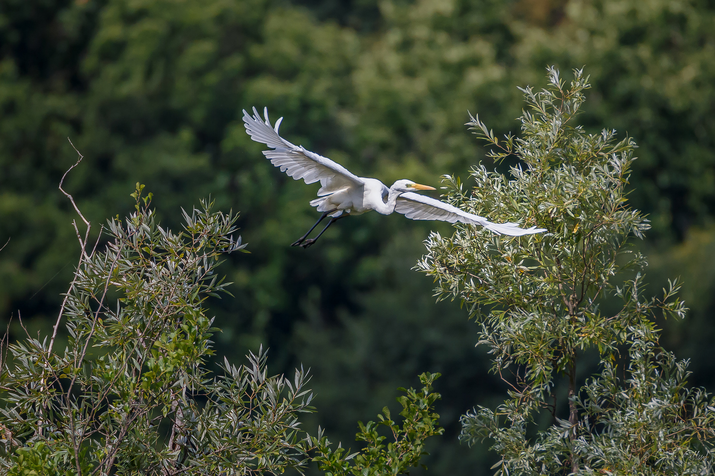 Great Egret