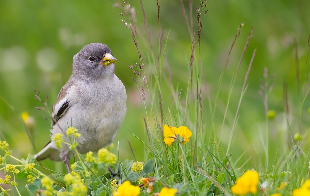 Fringuello alpino al pascolo