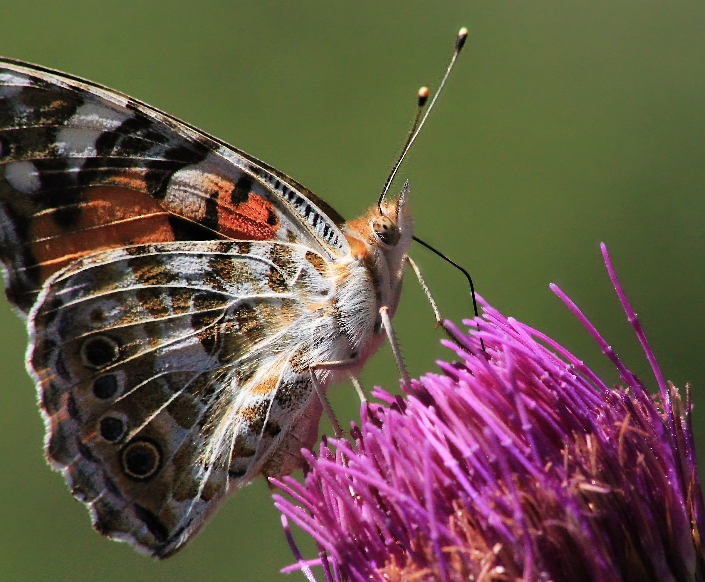 non so come mi chiamo