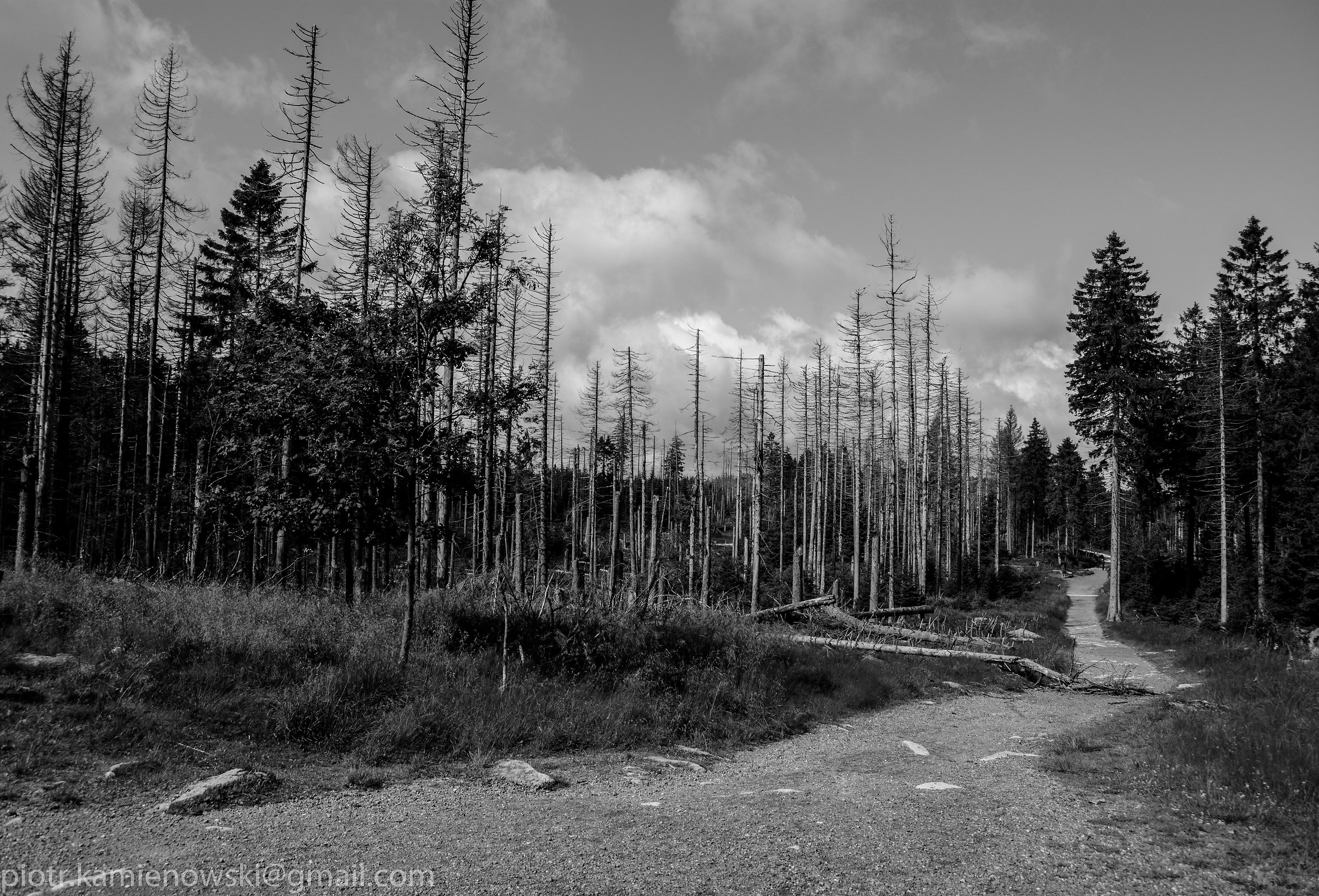 Forest during way on Brocken