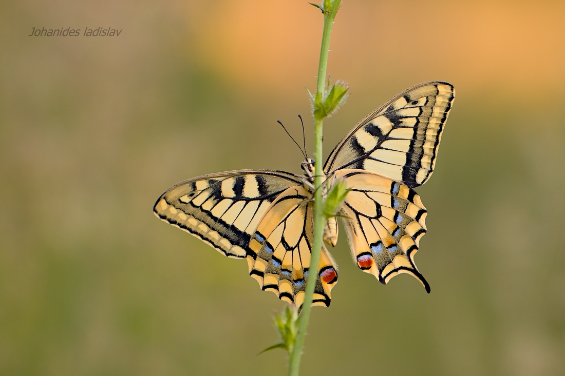 Papilio machaon