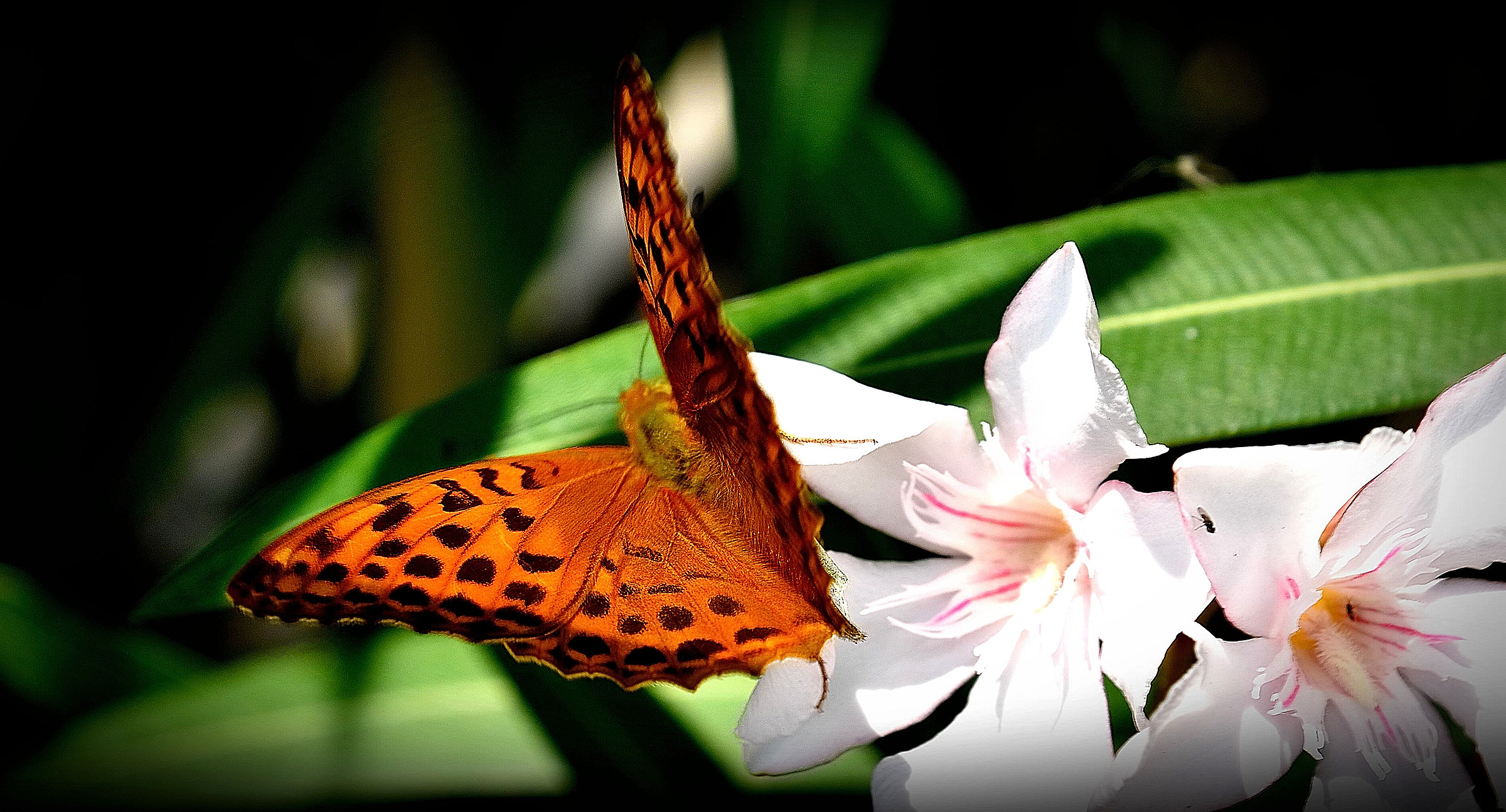 Una virata da velista