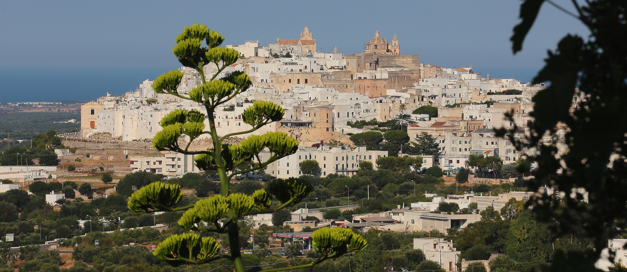agave with Ostuni