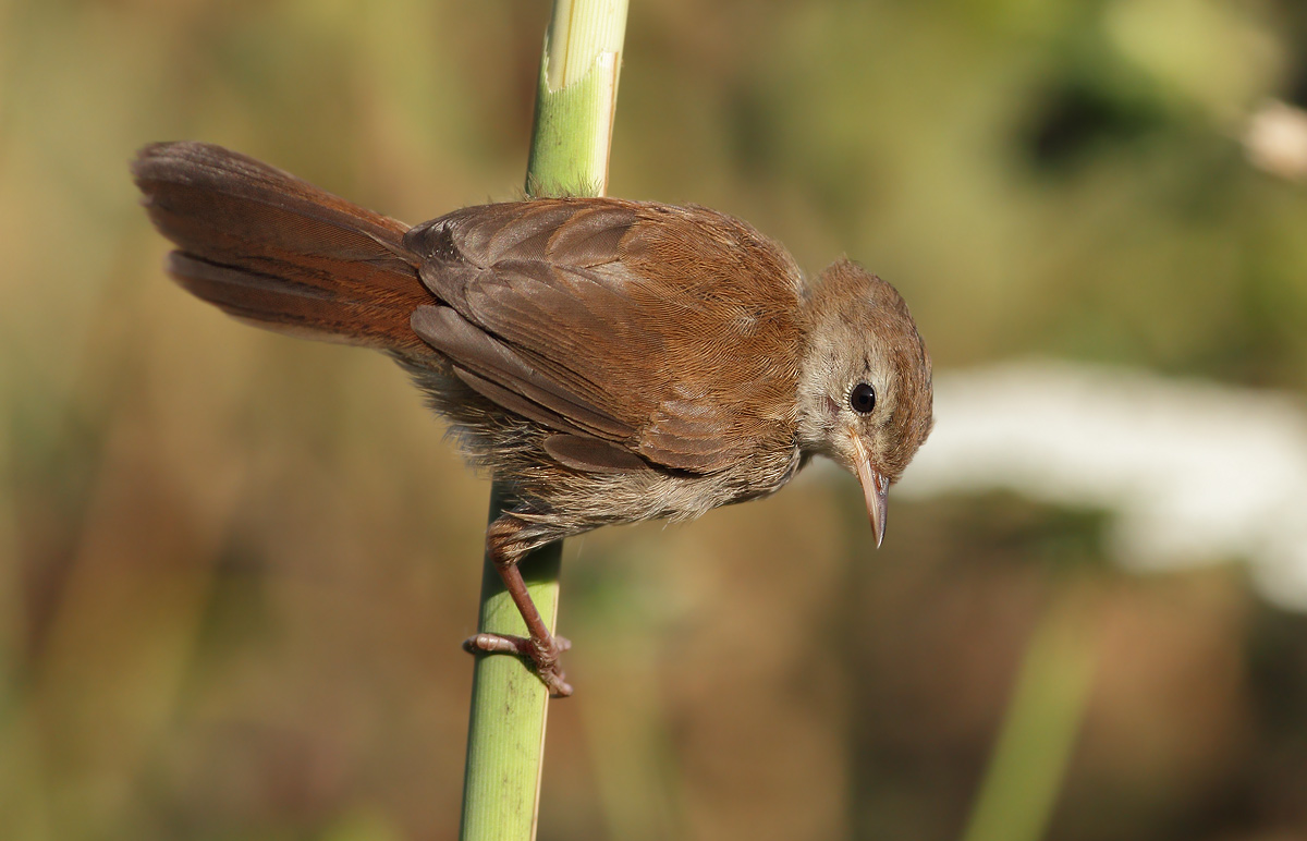 Cetti
