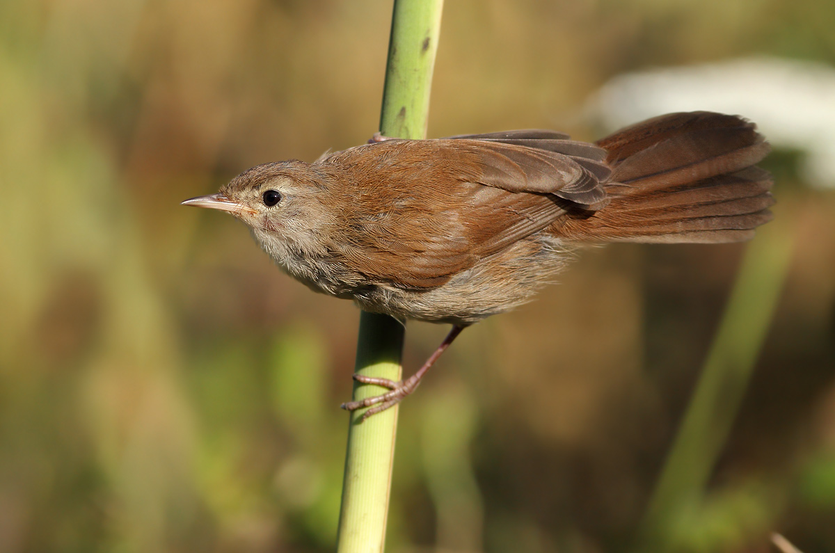 Cetti